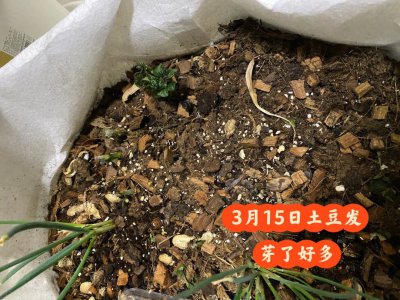 土豆种子芽长太长了还能种吗 土豆种子芽过长还能种吗？