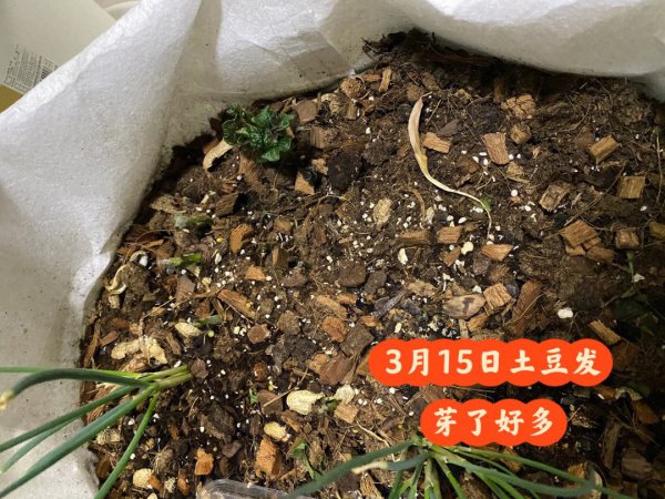 土豆种子芽长太长了还能种吗