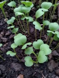 鸡毛菜出芽后怎么管理 如何管理鸡毛菜萌芽期？