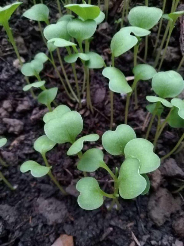 鸡毛菜出芽后怎么管理