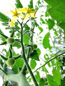番茄坐果后多少天成熟 番茄多久才能成熟果实？