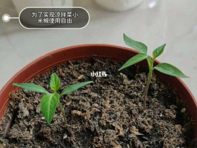辣椒籽的育苗方法 辣椒种子发芽技巧