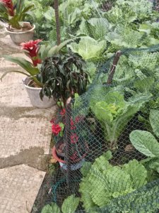 菜园如何防止被鸟吃 怎样防止菜园被鸟啄食