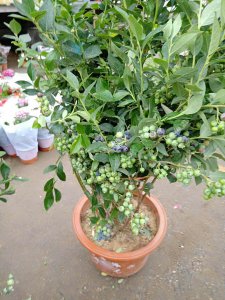 蓝莓树要几年才能结果 蓝莓树几年能结果、蓝莓树结果需要多久
