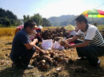芋头什么时候收获 芋头在什么季节收获？