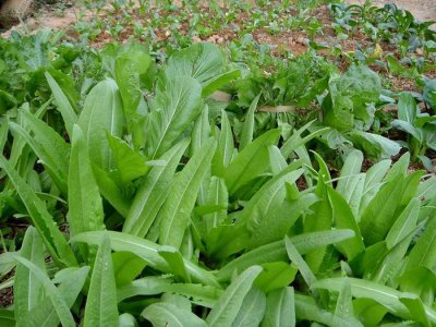 七月份可以种什么菜 七月适宜种植哪些蔬菜？