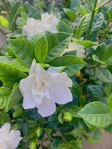 栀子花寓意 栀子花象征意义
