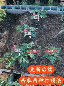 西瓜藤要不要打尖 西瓜藤是否需要修剪？