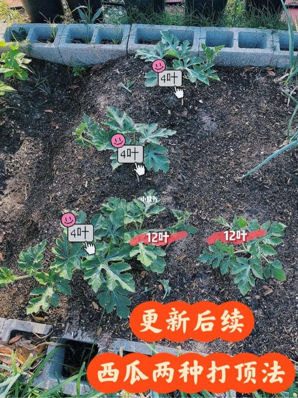 西瓜藤要不要打尖
