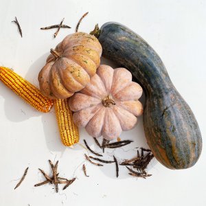 倭瓜是什么瓜 倭瓜是何种果实＂ 
＂倭瓜是哪一种果实