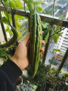 苦瓜为什么长不大就黄了 苦瓜为何变黄而不生长？