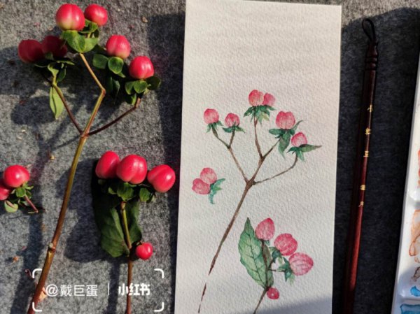 红果金丝桃怎么养