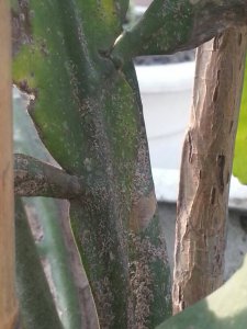 昙花上长白斑怎么处理 昙花白斑如何处理