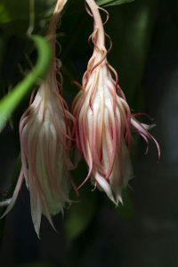 昙花开多久就败了 昙花虽美却瞬间败落