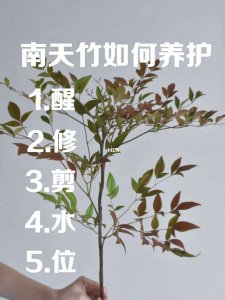 南天竹的花语 南天竹的意义