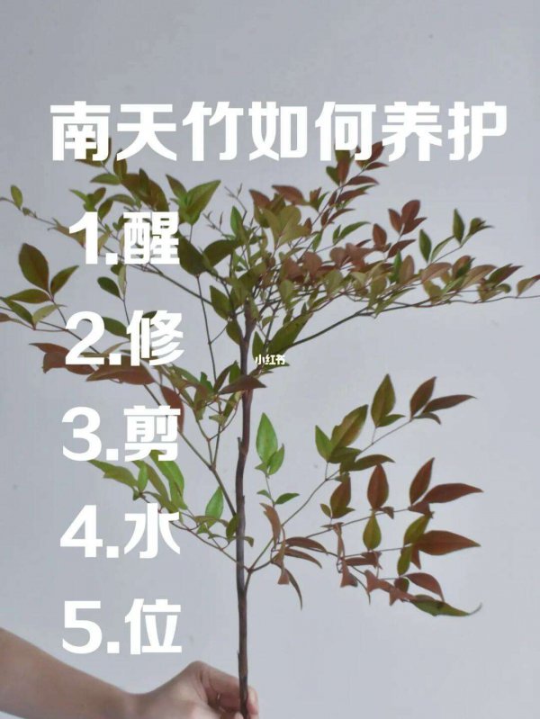 南天竹的花语
