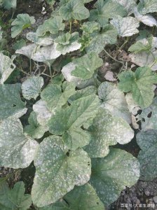小白菜叶子上白色点斑 小白菜叶子发现白色斑点