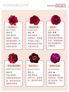 不同颜色的芍药花语 芍药花色的象征含义