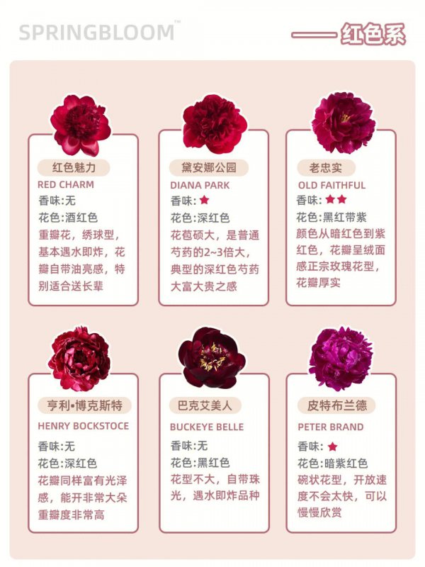 不同颜色的芍药花语