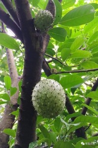 释迦果花怎么分辨雄雌 如何辨别释迦果花的性别?