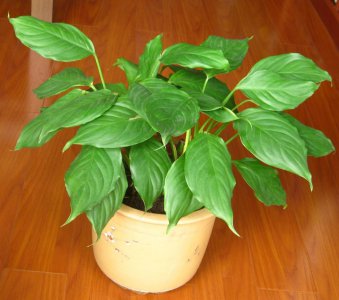 代表和平的植物是万年青吗 万年青是否代表和平？