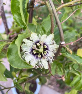 百香果花闭合后还能授粉吗 百香果花闭合后是否可以进行授粉？