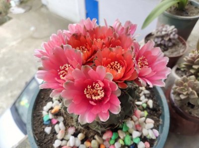 绯花玉一年能开几次花 绯花玉开花频率