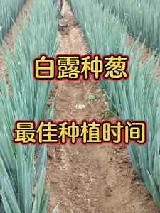 白露种的小葱开春怎么管理 白露种的小葱春季养护指南