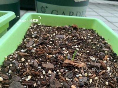 红葱头种下去几天才长出来 种植红葱头需要几天才能发芽？