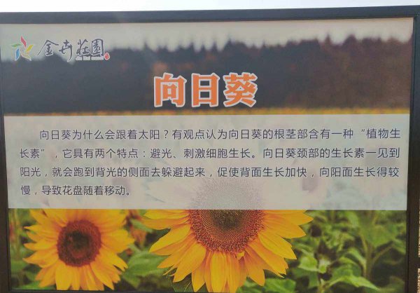 1-10朵向日葵花语是什么