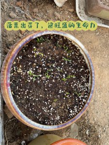 菠菜种子直接撒土里能发芽吗 直接将菠菜种子撒入土壤会生长吗？