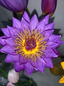 紫色睡莲的花语是什么 紫色睡莲的寓意是什么？