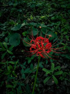 红花石蒜的花语是什么 红花石蒜的含义是什么