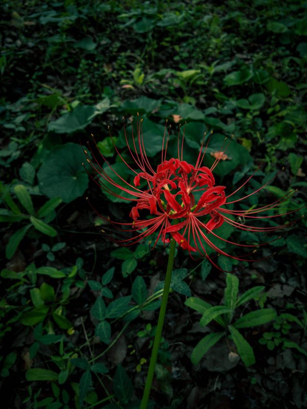 红花石蒜的花语是什么