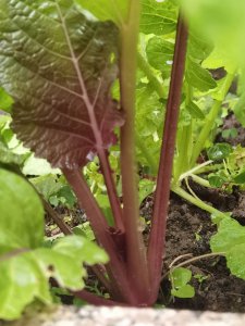 红菜苔怎样抽苔快 红菜苔如何快速抽取苔生？