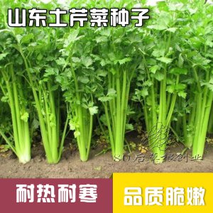 芹菜籽直接放土里种行吗 芹菜籽可直接播种吗？