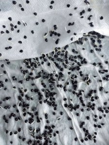 韭菜种子没泡能发芽吗？ 韭菜种子没泡能发芽吗?