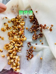 萝卜种子要浸泡催芽吗 种植萝卜需要先浸泡种子吗？