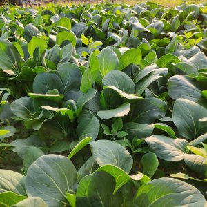 黄心菜最晚什么时候种 黄心菜最迟什么时候种？