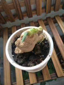 生姜发芽了可以种盆栽吗 生姜发芽了能不能用来种在花盆里呢？