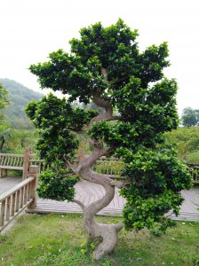 黄果树是什么树 黄果树是何种树？