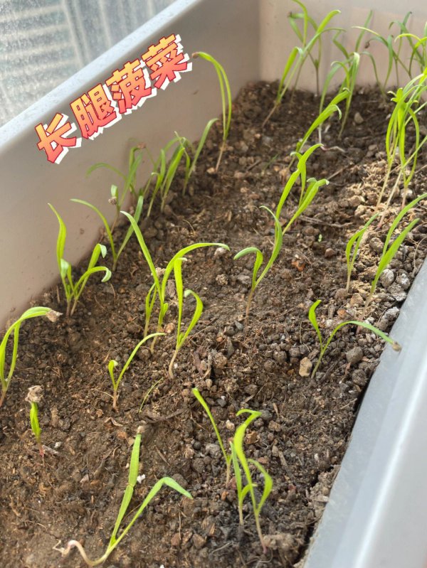 菠菜种子的快速催芽