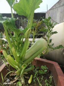 五月份种葫芦可以吗 五月能种葫芦吗？