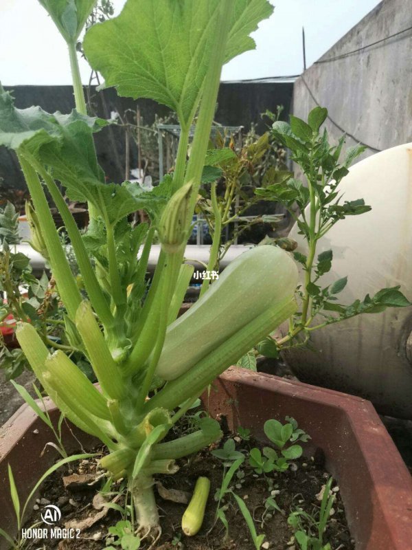 五月份种葫芦可以吗