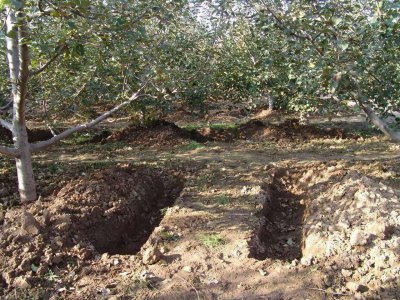 苹果树秋施基肥配方 秋季苹果树施肥配方