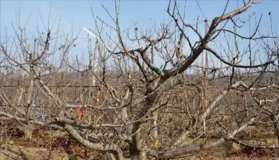 樱桃树冬天能冻死吗 樱桃树怎么御寒过冬方法？