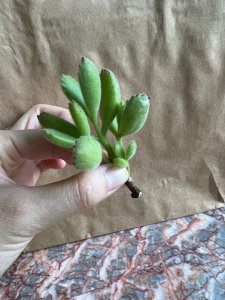 熊童子木质化了还能长根吗 熊童子木质化后还有生长能力吗？