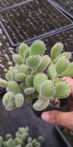 熊童子用高盆还是矮盆 熊童子使用高盆还是矮盆？