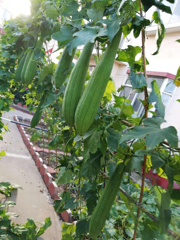 一棵丝瓜能结几个瓜
