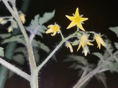 西红柿不点花会结果吗 西红柿开花结果吗？